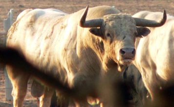 Un toro del hierro onubense de Prieto de la Cal.