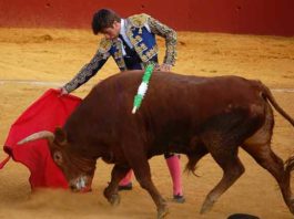 Silvera, oreja en la novillada de Alcalá del Río Emilio Silvera, toreando esta tarde en Alcalá del Río. (FOTO: Teresa Carreto)