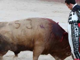 El novillero onubense David de Miranda.